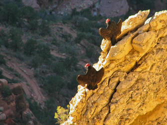 138 Grand Canyon.jpg