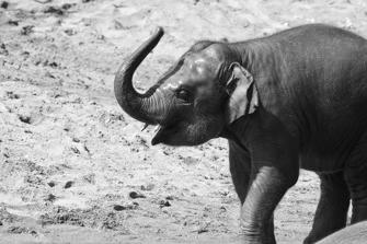 ZOO-10.jpg