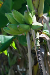 094 plage de la perle.jpg